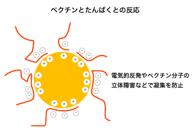 ペクチンとタンパクとの反応