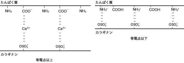 タンパク反応性