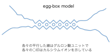 egg box model
